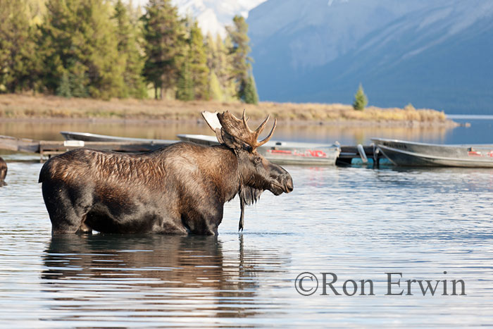 Bull Moose