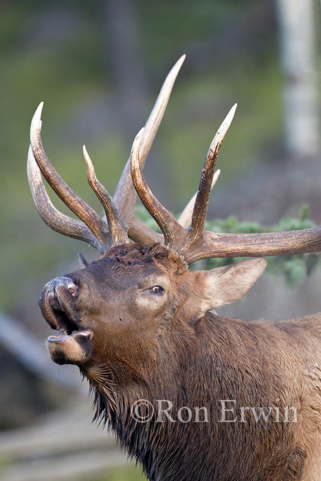 Bull Elk Bugling