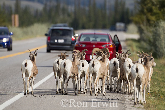Bighorn Sheep on Road