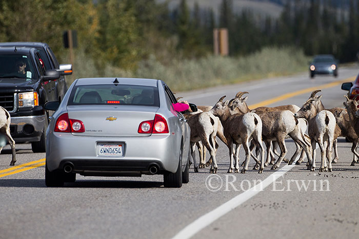 Bighorn Sheep on Road