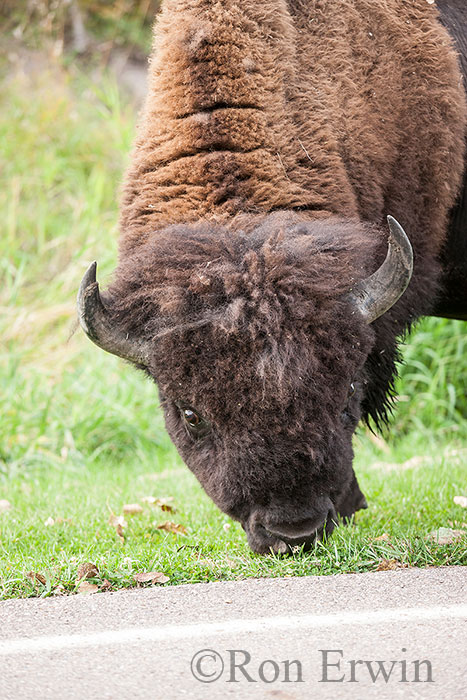 Grazing Plains Bison Bull