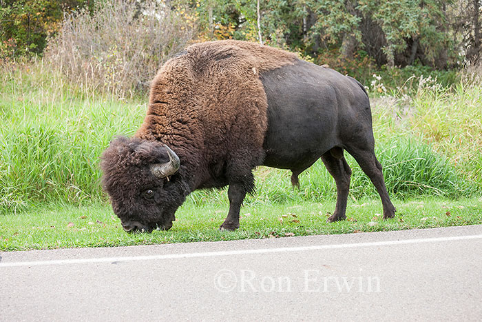 Grazing Plains Bison Bull
