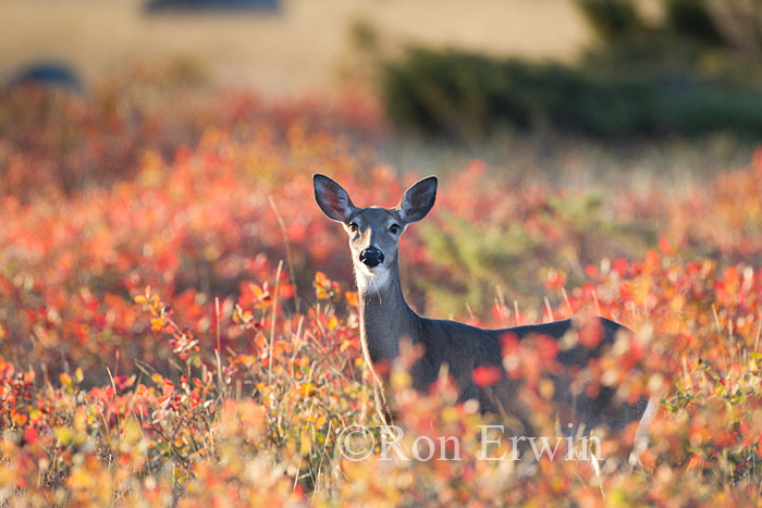 White-tailed Deer in Autumn