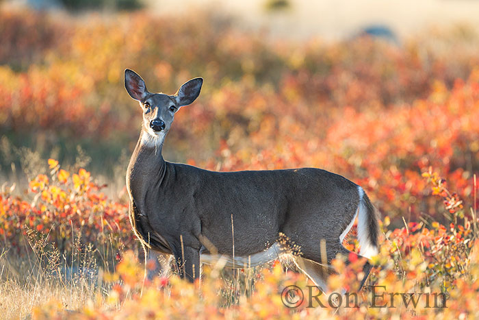White-tailed Deer in Autumn