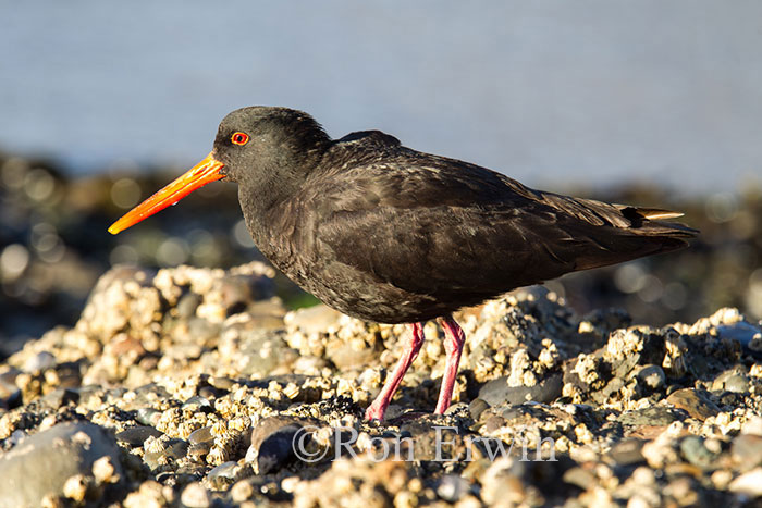 Variable Oystercatcher