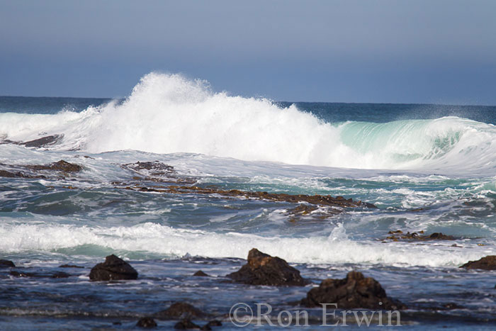 Curio Bay, New Zealand