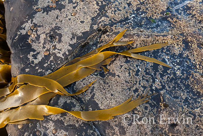  Kelp, Curio Bay, New Zealand