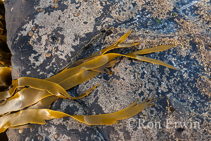 Kelp, Curio Bay, New Zealand Kelp, Curio Bay, New Zealand