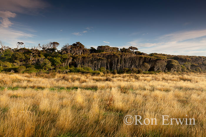 New Zealand Forest