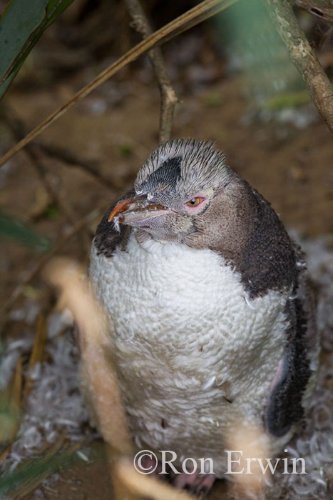 Moulting Yellow Eyed Penguin or Hoiho, NZ