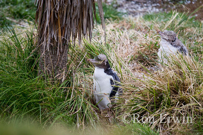 Moulting Yellow Eyed Penguin or Hoiho, NZ