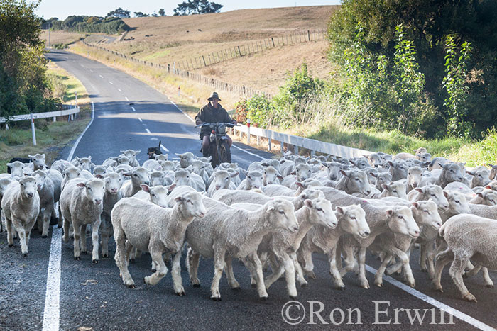 Herding Sheep in New Zealand