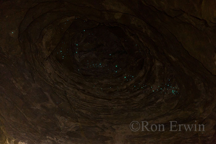 Glowworms in a Waitomo Cave, New Zealand