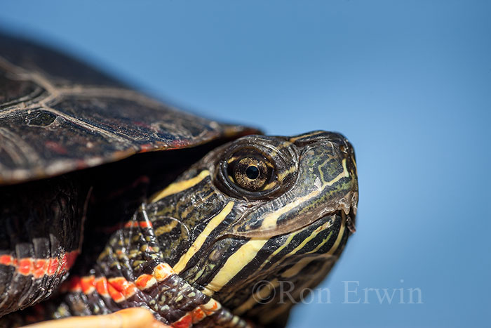 Midland Painted Turtle