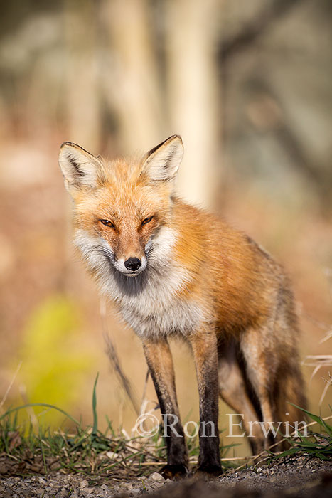 Red Fox