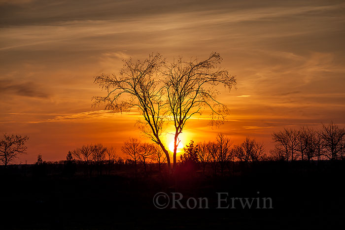 Birch Tree at Dawn