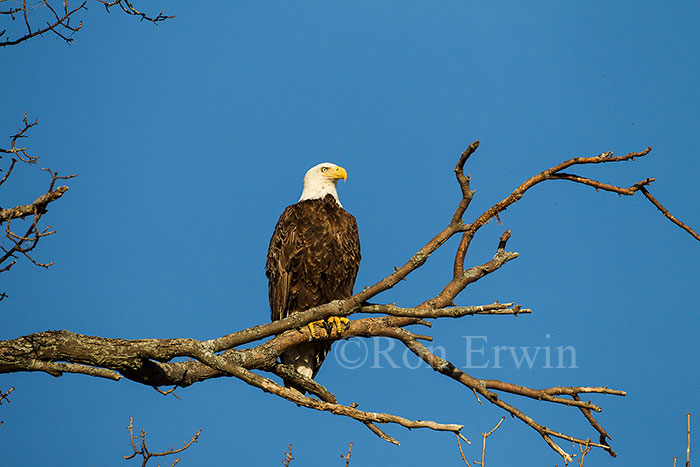 Bald Eagle