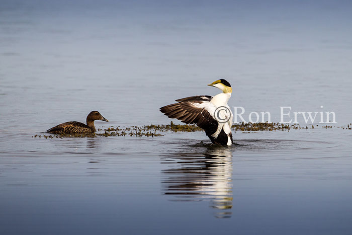 Common Eider Ducks