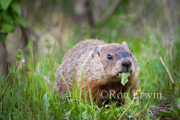 Woodchuck