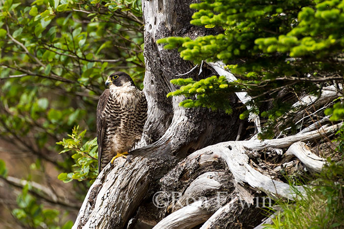 Peregrine Falcon, NB