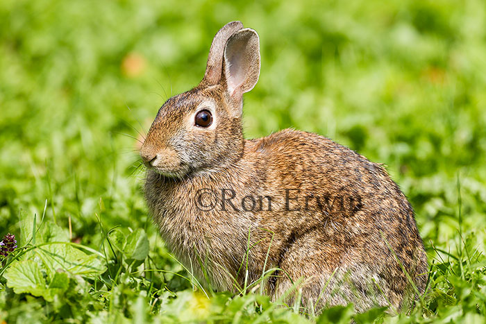 Eastern Cottontail 