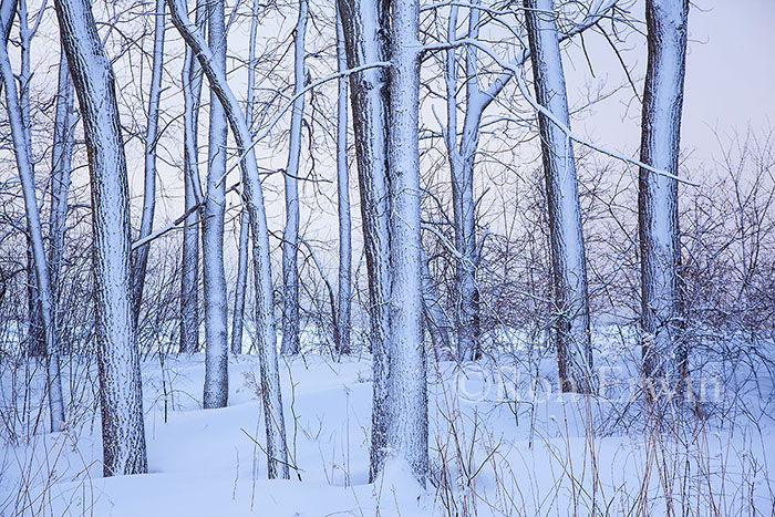 Presqui'ile Provincial Park, ON