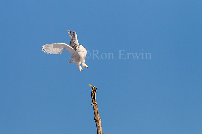 Snowy Owl