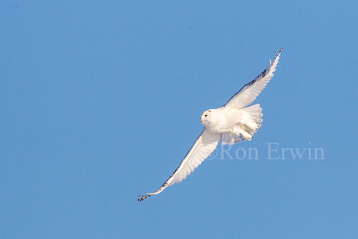 Snowy Owl in Flight