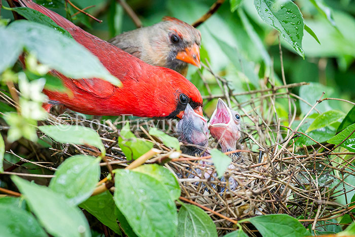 Northern Cardinals at Nest 