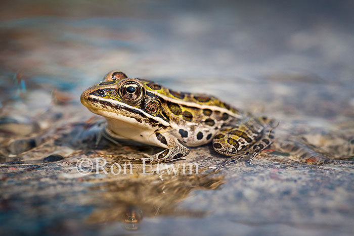  Northern Leopard Frog