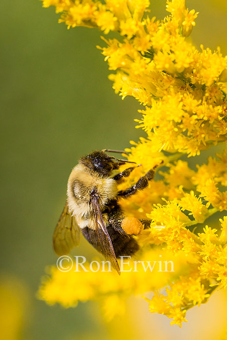 Bumblebee on Goldenrod