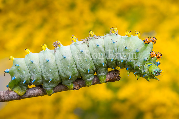 Cecropia Moth Caterpillar 