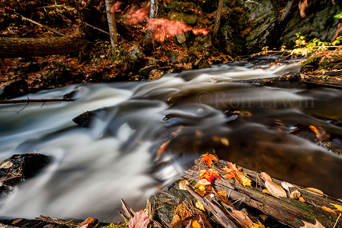 Maple Leaves and Stream