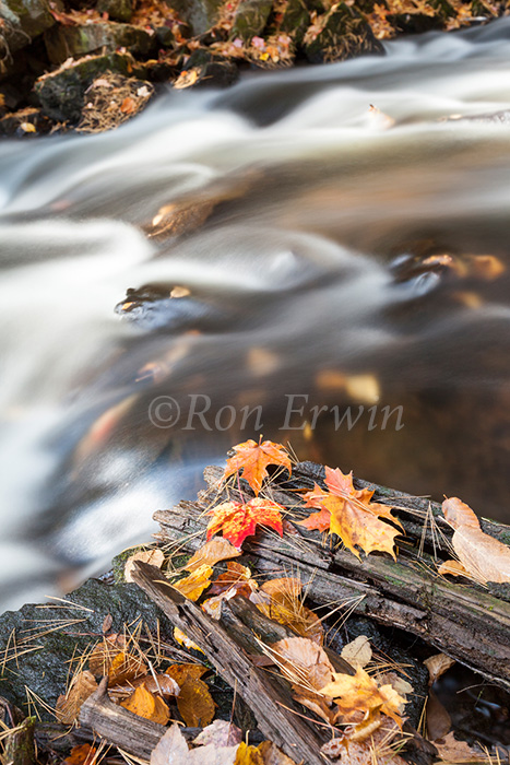 Maple Leaves and Stream