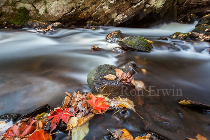 Maple Leaves and Stream