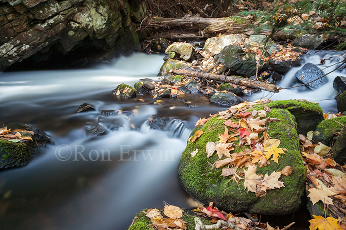 Leaves, Rocks & Stream