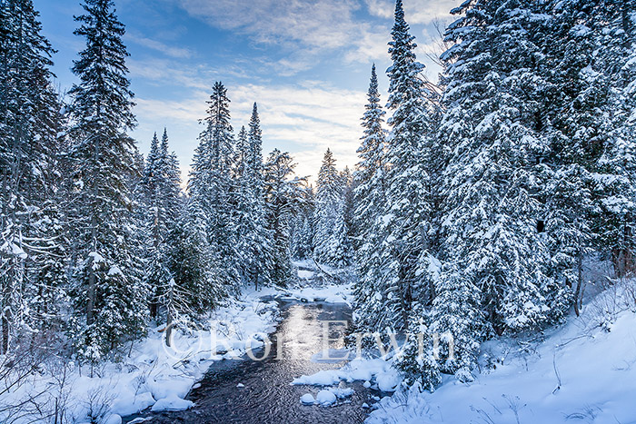 Winter in Algonquin