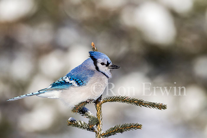 Blue Jay