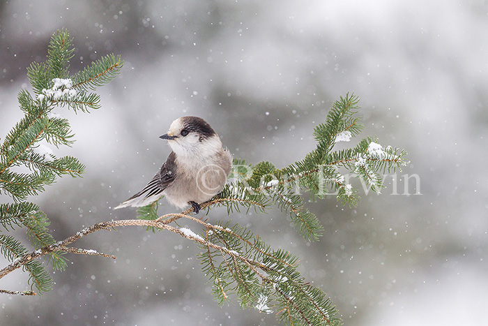 Gray Jay