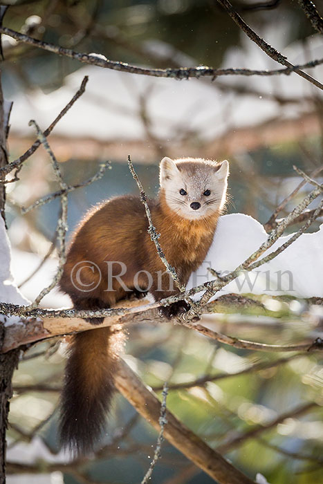 American Marten