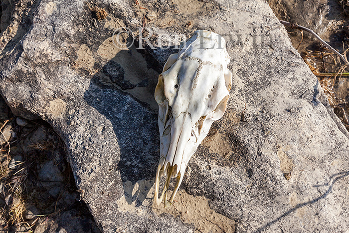 Whitetail Skull