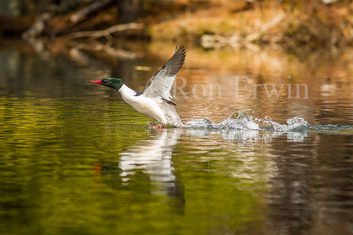 Common Merganser Male 