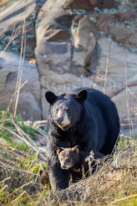 Black Bear Mother and Cub