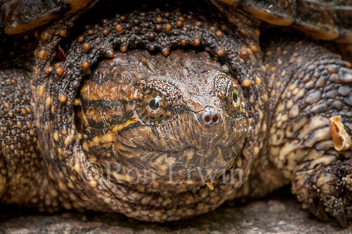 Young Snapping Turtle