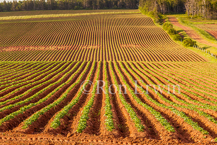 PEI Potato Field