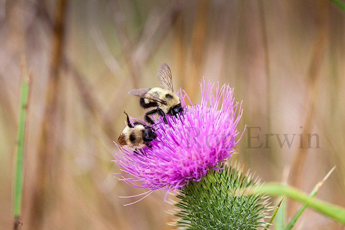 Bumble Bees on Thistle