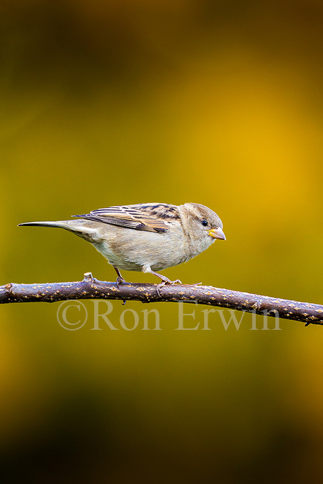 House Sparrow