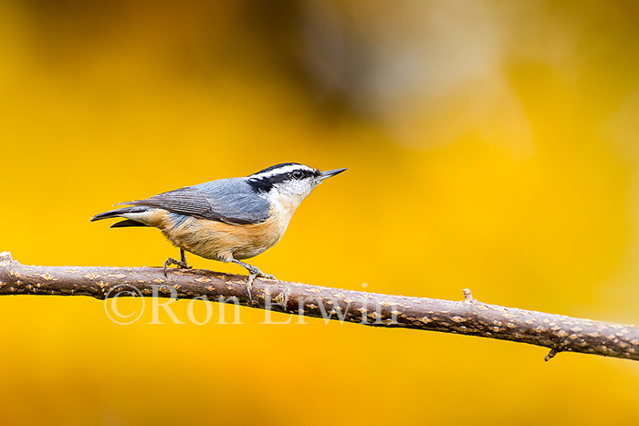 Red-breasted Nuthatch