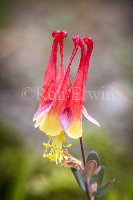 Wild Columbine - 160618G1351&57 by Ron Erwin - 160618G1351&57 Wild Columbine Wild Columbine (Aquileg...