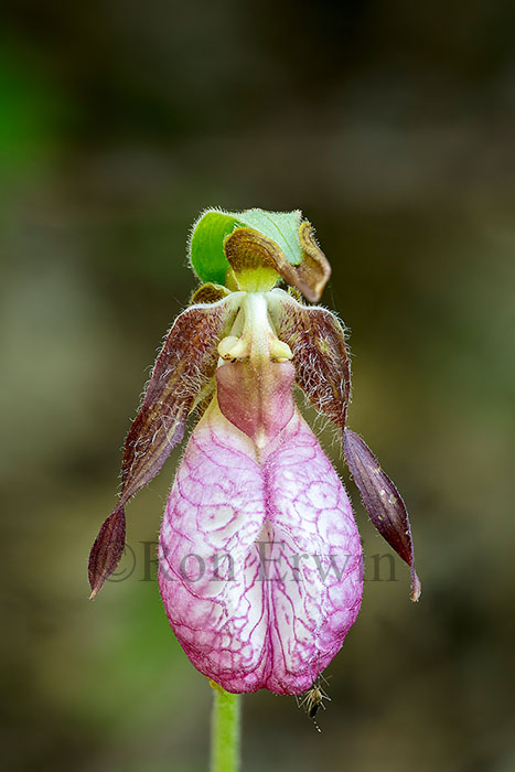 Pink Lady's Slipper